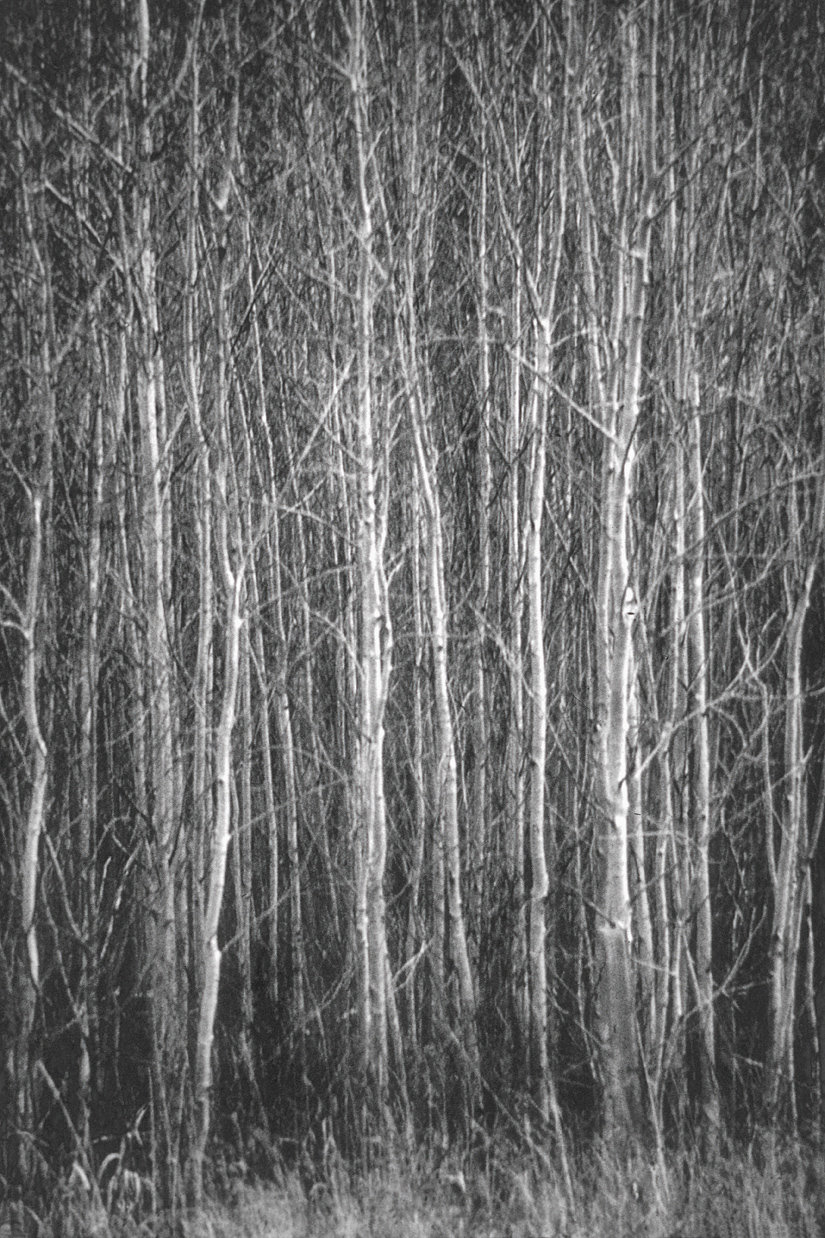 018_WinterTrees